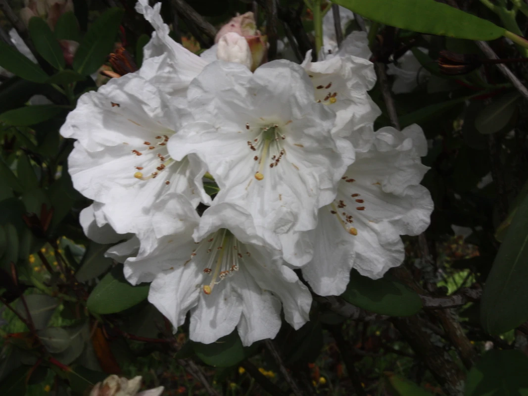 R. oreodoxa var. fargesii AGM